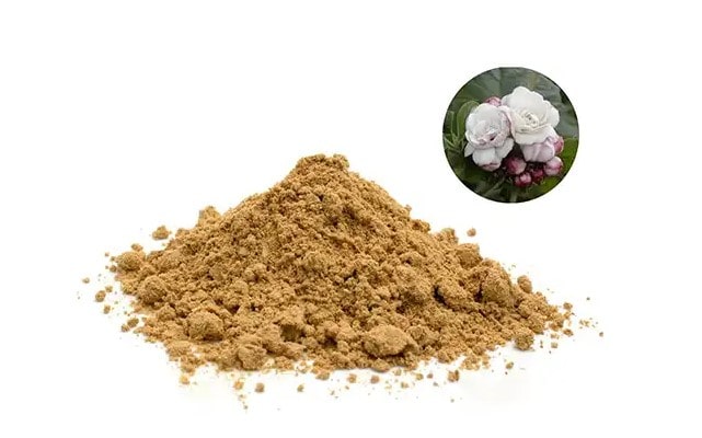 Công dụng tác dụng bạch đồng nữ