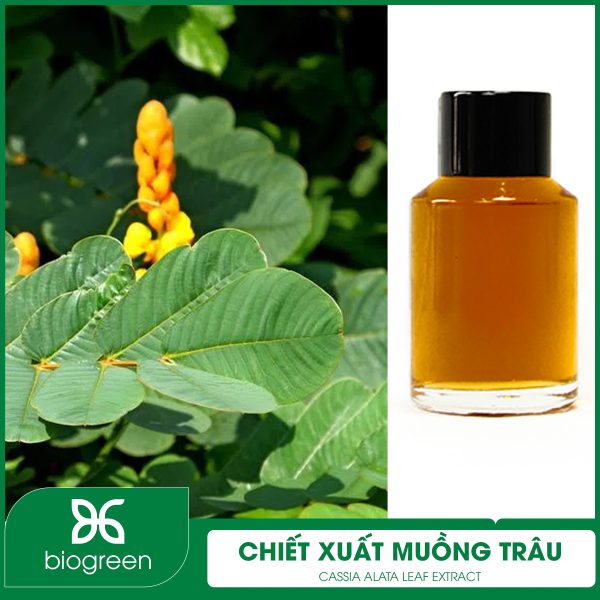 Cây muồng trâu thế nào?