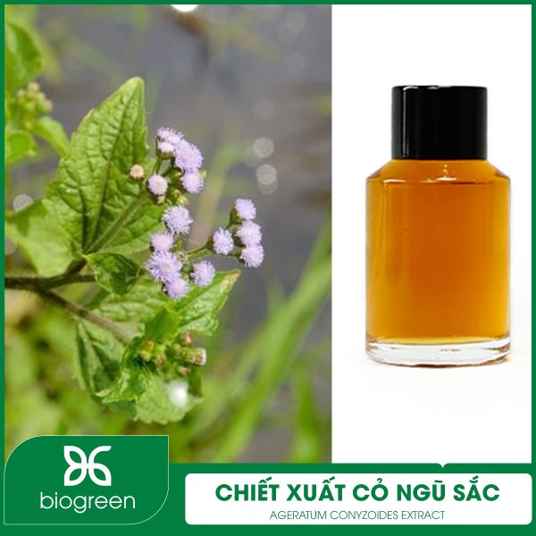 Chiết xuất cỏ ngũ sắc có ứng dụng gì?